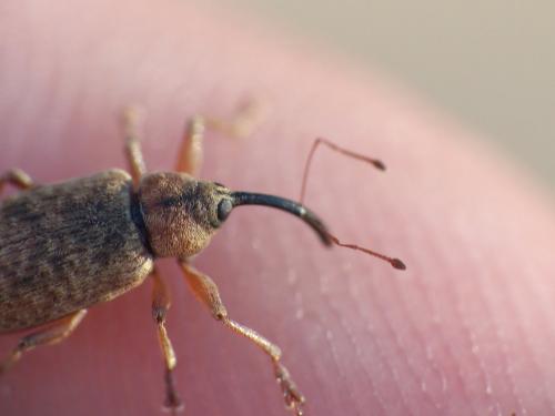 Dorytomus sp.